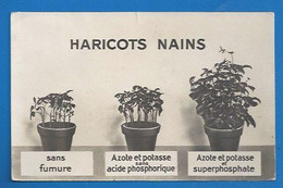 AGRICULTURE - AZOTE, POTASSE, PHOSPHATE - HARICOTS NAINS -  CACHET CENSURE 1936: REPUBLICA ESPANOLA CENSURA - VERSO- - Cultures