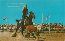 CANADA - ALBERTA - CALGARY - Calf Roping - Rodeo - Mint - Calgary