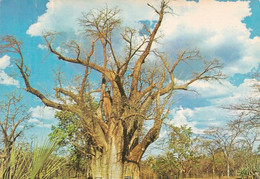 1225 - Rhodesien - Rhodesia , Vicoria Falls , Big Tree , Baum - Gelaufen 1976 - Zimbabwe