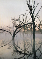 1234 - Rhodesien - Rhodesia , Wankie National Park , Trees , Baum - Gelaufen 1977 - Zimbabwe