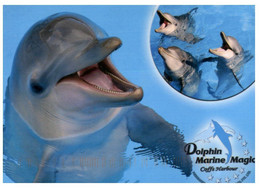 (Y 1) Australian - NSW - Coffs Harbour Dolphins (with Pensineer Stamp At Back) - Dauphins