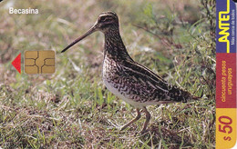 Nº 120 TARJETA DE URUGUAY DE ANTEL DE UNA BECASINA (PAJARO-BIRD)  (CHIP G4 NEGRO) - Uruguay