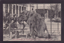 CPA éléphant Dresseur Cirque Circus Circulé Zoo De La Haye. L'éléphant Est Betsy - Elefantes