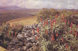 1286 - Rhodesien - Rhodesia , Inyanga Mountain , Aloe , Eastern Highland - Gelaufen 1978 - Zimbabwe
