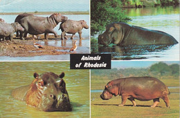 1300 - Rhodesien - Rhodesia , Hippopotami , Hippo , Tiere - Gelaufen 1977 - Flusspferde