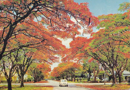 1306 - Rhodesien - Rhodesia , Salisbury , Flamboyant Trees , Blakiston Street , Baum - Gelaufen 1977 - Zimbabwe