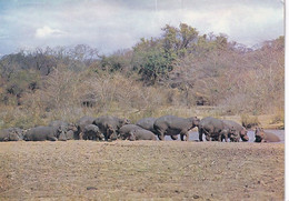 1312 - Rhodesien - Rhodesia , Hippopotami , Lundi River , Hippo , Tiere - Gelaufen 1976 - Hippopotames