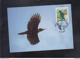 SERBIA, CARTE MAXIMUM - BIRDS-Dryocopus Martius + - Cuculi, Turaco