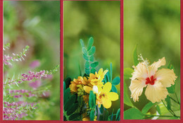 Lot De 3 Cartes Neuves - Fleurs - Editées Pour La Mie De Pain - Blumen