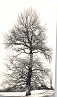 TRES BEAU SPECIMEN / QUERCUS ROBUR / CHENE PEDONCULE / HIVER - Bäume