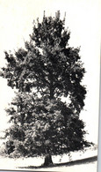 TRES BEAU SPECIMEN / QUERCUS ROBUR / CHENE PEDONCULE / ETE - Bäume