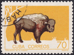 CUBA, 1964, Animaux (faune) | Bison | Bovins | Jardins Zoologiques | Mammifères - Mucche