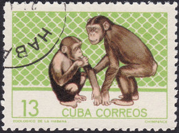 CUBA, 1964, Animaux (faune) | Jardins Zoologiques | Mammifères | Singes | Singes-hominidés | Chimpanzés - Chimpanzees