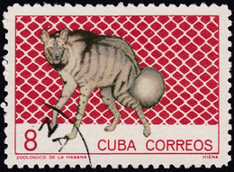 CUBA, 1964, Animaux (faune) | Hyènes | Jardins Zoologiques | Mammifères - Felini