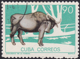 CUBA, 1964, Animaux (faune) | Bovins | Buffles | Jardins Zoologiques | Mammifères - Mucche