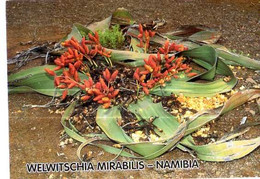 NAMIBIE Welwitschia Mirabilis, Photo Mark Van Aardt - Namibia