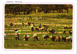 Monda Do Arroz, Weeding Rice Riz Alentejo, Portugal - Beja