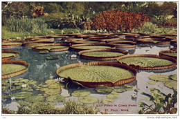 ST. PAUL, Minn. 1909 - Lily Pond In Como Park, - St Paul