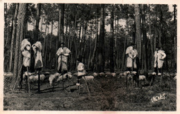 Morcenx (Au Pays Landais) Les Bergers Sur échasses Du Groupe Lous Cigalouns De Mourceuns - Photo Vignes - Morcenx