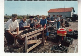 17 - Brouage - Port - Scène De Mytiliculture - Triage Des Moules (1965) - Andere & Zonder Classificatie