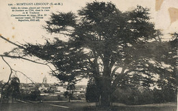 Cedre Liban Planté Par Bernard De Jussieu Botaniste 1734  Parc Trudaine .Montigny Lencoup  Defaut Coin Sup. D. - Arbres