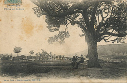 Orme De St Roch à St Dié . Elm Tree  Envoi à Jean Lamperière à La Roche . St Amand Montrond - Arbres