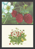 FINLAND 2004 Wild Strawberry: Set Of 2 Postcards MINT/UNUSED - Postal Stationery