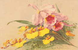C.KLEIN -   Orchidées - Klein, Catharina