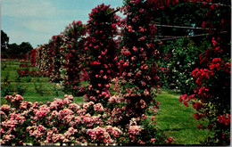 Rhode Island Providence Roger Williams Park Rose Garden - Providence