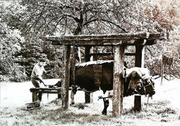 Forgeron Blacksmith    Les Vosges     Le Boeuf Au Travail - Attelages