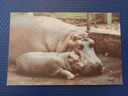 Riga Zoo - Old Soviet Postcard - 1960s Hippo - Hippopotames