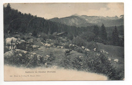 BÜNDNER OBERLAND Kühe Phot. U. Verlag M. Maggi Ilanz Gel. 1905 V. Ruis - Ilanz/Glion