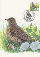 Buzin Graspieper - Pipit Farlouse  05-05-2000  OCB 2920 - 1991-2000