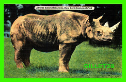 RHINOCÉROS - AFRICAN BLACK RHINOCEROS, NEW YORK ZOOLOGICAL PARK - - Rhinoceros
