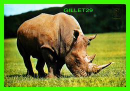 RHINOCÉROS - ANIMALES SALVAJES - TRAVEL IN 1985 - - Rhinozeros