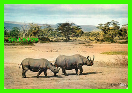 RHINOCÉROS - FAUNE AFRICAINE - AFRICAN FAUNA - EDITIONS HOA-QUI - - Rhinoceros