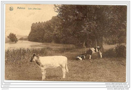 MELREUX ..-- Coin Pittoresque . Vaches . Vers RIGENEE 1928 ( Melle Madeleine FROMONT ) . Voir Verso . - Hotton