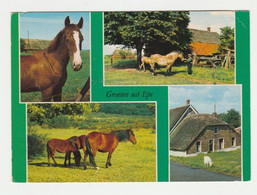 Ansichtkaart-postcard Groeten Uit Epe (NL) Paard-horse - Epe