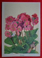 Carte Publicité N°19/ Engrais ASEF/ Fleurs Primula / In Het NL - Werbung