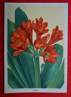 Carte Publicité N°7/ Engrais ASEF/ Fleurs Clivia / In Het NL - Pubblicitari