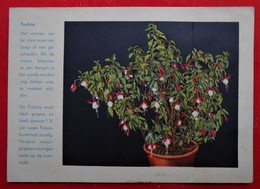 Carte Publicité Engrais POKON / H.P. BENDIEN Naarden/ Fleurs Fuchsia / In Het NL - Pubblicitari