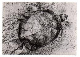 Tortue--Tortue Rayonnée De Madagascar --carte Publicitaire" Transfusine"...cachet  PP  MONTREUIL - 93 - Schildpadden