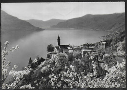 SVIZZERA - RONCO S/ASCONA - LAGO MAGGIORE - PANORAMA - VIAGGIATA 1961 - Ronco Sopra Ascona