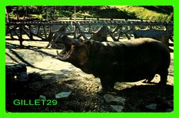 HIPPOPOTAMES - ZOO DE ST-FÉLICIENS, LAC ST-JEAN, QUÉBEC - CIRCULÉE EN 1986 = - Hippopotames