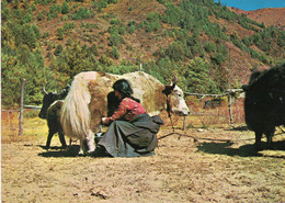 Népal - Sherpa Girl And Yak - Népal