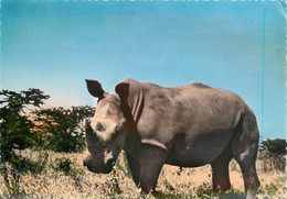 CPSM Rhinocéros  L86 - Rhinozeros