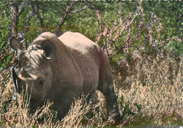 CPSM Rhinocéros  L86 - Rhinoceros