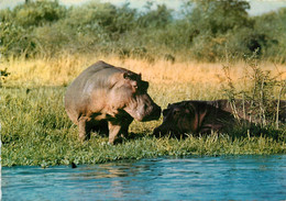 CPSM Hippopotames  L86 - Hippopotamuses