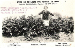 Delcampe - 33 GIRONDE Effets Du Potazote Sur Les Pommes De Terre De M.Galhaud De Saint-EMILION - Saint-Emilion