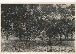 Real Photo Gambia  Coco Plantation. Cacao . Cacaoyer . Chocolat - Gambie